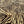 The Rug Company Zebra Rug by Diane Von Furstenberg