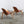 Carl Hansen CH07 Shell Chairs, Set of Two @ REHAUS