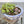 Ceramic Plant Bowls with Succulents, Set of Two @ REHAUS
