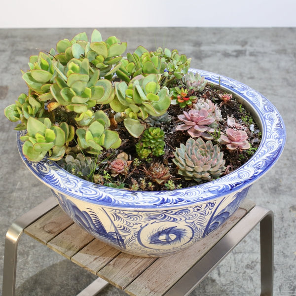 Ceramic Plant Bowls with Succulents, Set of Two @ REHAUS