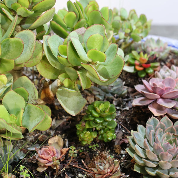 Ceramic Plant Bowls with Succulents, Set of Two @ REHAUS