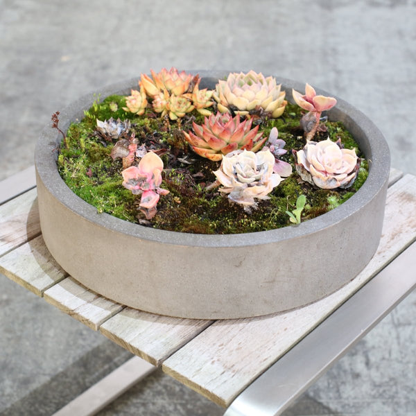 Ceramic Plant Bowls with Succulents, Set of Two @ REHAUS