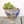 Ceramic Plant Bowls with Succulents, Set of Two @ REHAUS
