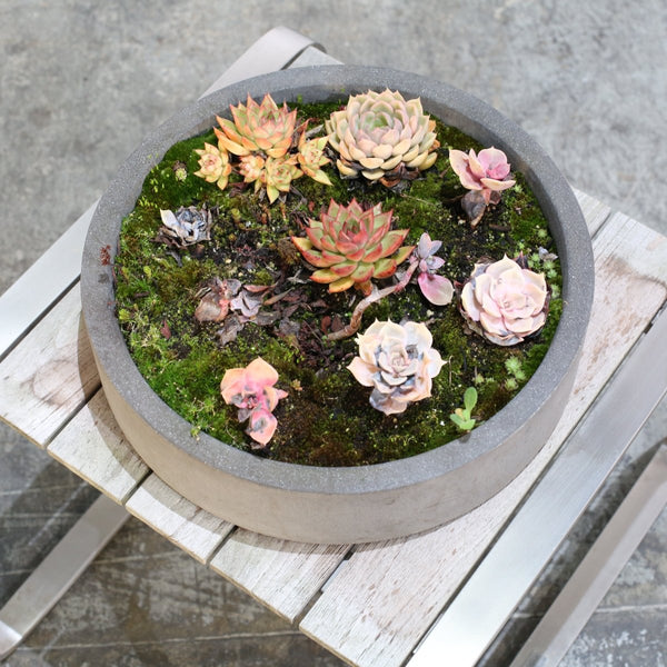 Ceramic Plant Bowls with Succulents, Set of Two @ REHAUS