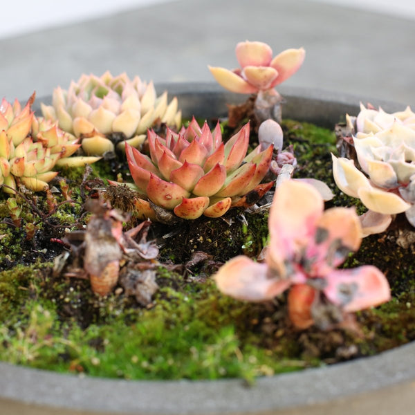Ceramic Plant Bowls with Succulents, Set of Two @ REHAUS