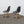 Vitra Black Eames DSW Chair @ REHAUS