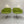 Walter Knoll Turtle Armchairs - In Lime Green Fabric, Set of Four @ REHAUS