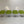 Walter Knoll Turtle Armchairs - In Lime Green Fabric, Set of Four @ REHAUS