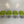 Walter Knoll Turtle Armchairs - In Lime Green Fabric, Set of Four @ REHAUS